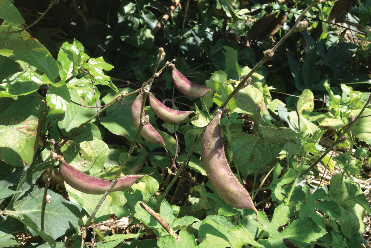 豆類屬旱作，適合在缺水區種植，有助於水資源維護