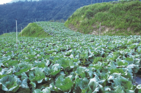 旱澇與蟲害夾攻 蔬菜產地的氣候課題