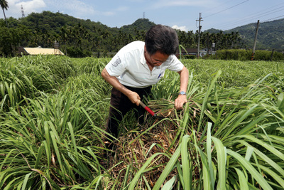 劉昌坤大量栽種印度香茅，遵古法蒸餾的天然香茅油，成為驅蟲、防蚊的健康首選