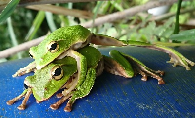 翡翠樹蛙