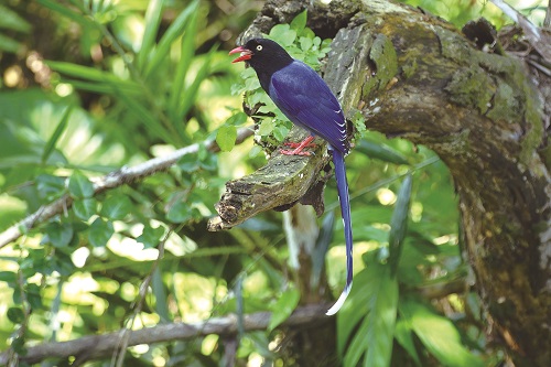 台灣藍鵲